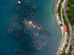 Antigua Sustainable Aquaculture & Grenada Sustainable Aquaculture